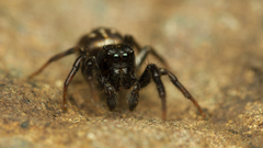 Heliophanus termitophagus