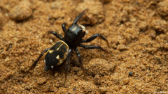 Heliophanus termitophagus