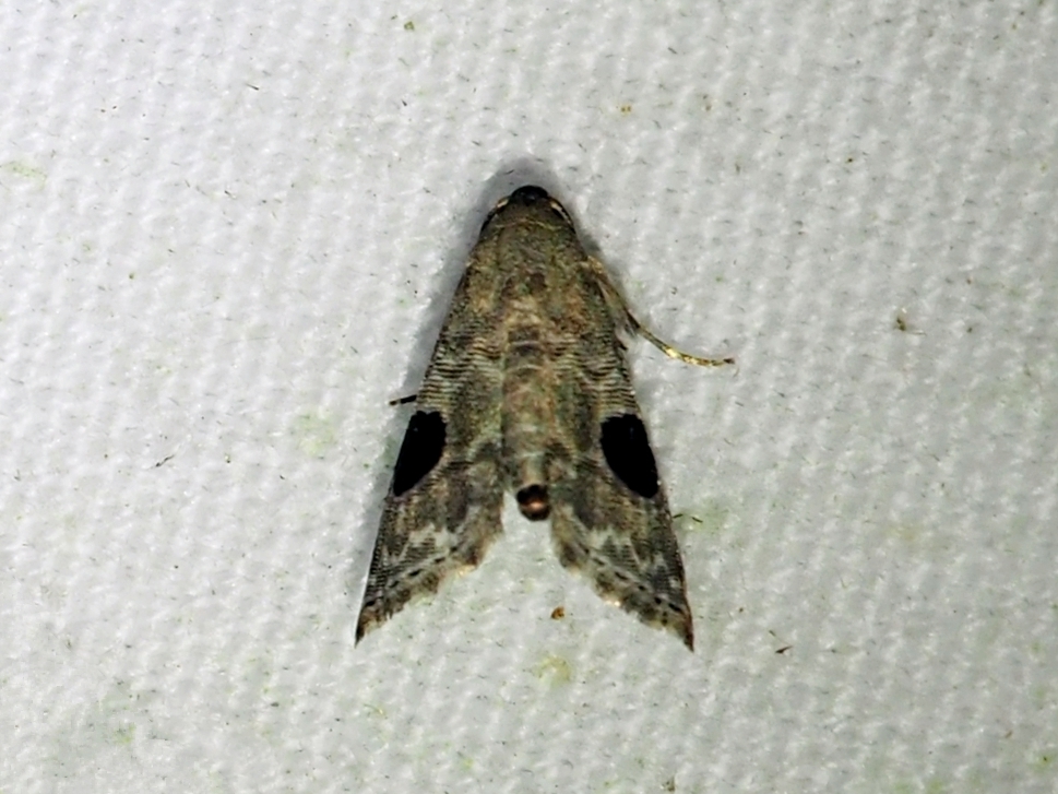 Abablemma grandimacula