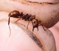 Polyergus rufescens