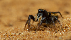 Heliophanus termitophagus