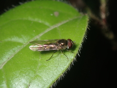 Meliscaeva auricollis