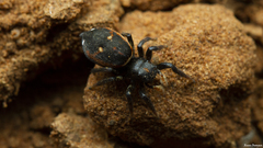 Heliophanus termitophagus