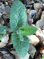 Teucrium scorodonia
