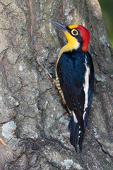 Yellow-Fronted Woodpecker photo 4