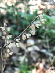 Teucrium scorodonia