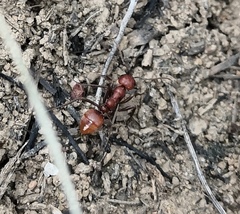 Polyergus rufescens
