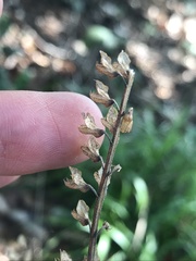 Teucrium scorodonia