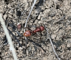 Polyergus rufescens