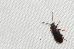 Ulodidae