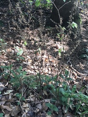 Teucrium scorodonia