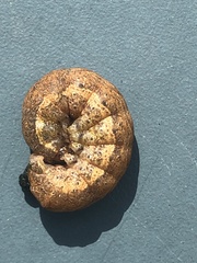 Noctua fimbriata