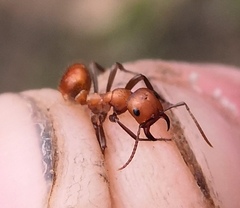 Polyergus rufescens