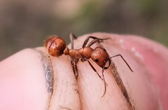 Polyergus rufescens