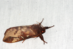 Oxycanus