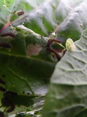 Chrysodeixis subsidens