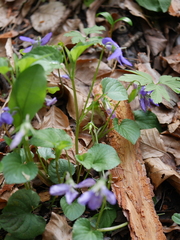 Viola × bavarica