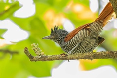 Thamnophilus palliatus