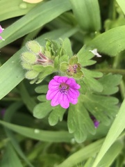 Geranium molle