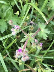 Geranium molle