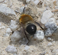 Anthophora crotchii