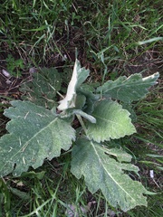 Salvia aethiopis