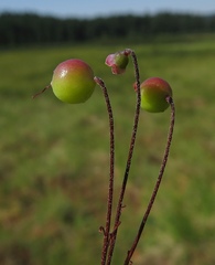 Vaccinium microcarpum