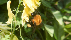 Bombus opulentus