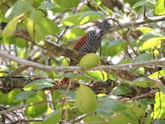 Thamnophilus palliatus