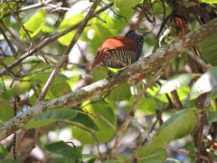 Thamnophilus palliatus