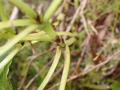 Pyrola morrisonensis