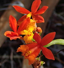 Epidendrum radicans image