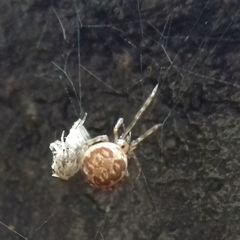 Theridiidae