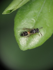 Paraleptomenes miniatus