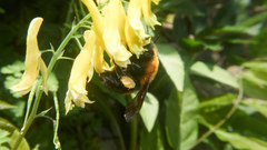 Bombus opulentus