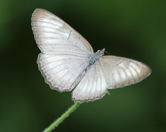 Mestra