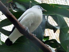 Leucopsar rothschildi