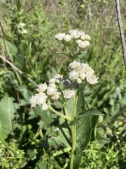 Parthenium hispidum