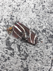 Heliconius charithonia