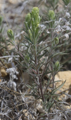 Castilleja plagiotoma