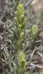 Castilleja plagiotoma