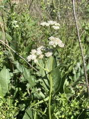 Parthenium hispidum