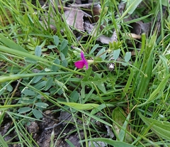 Vicia lathyroides