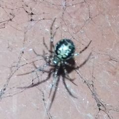 Theridiidae