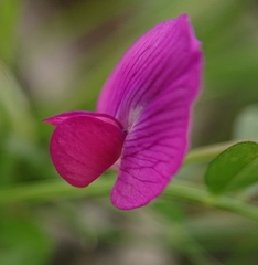 Vicia lathyroides