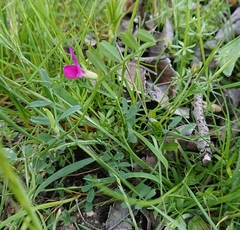 Vicia lathyroides