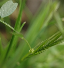 Vicia lathyroides
