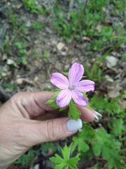 Geranium asphodeloides tauricum
