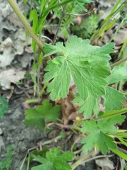Geranium asphodeloides tauricum