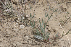 Eriogonum angulosum